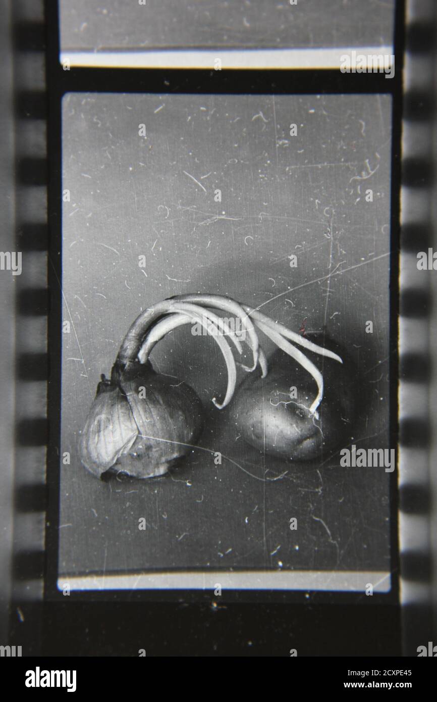 Fine 1970s vintage black and white photography study of two common bulb onions as still life. Stock Photo
