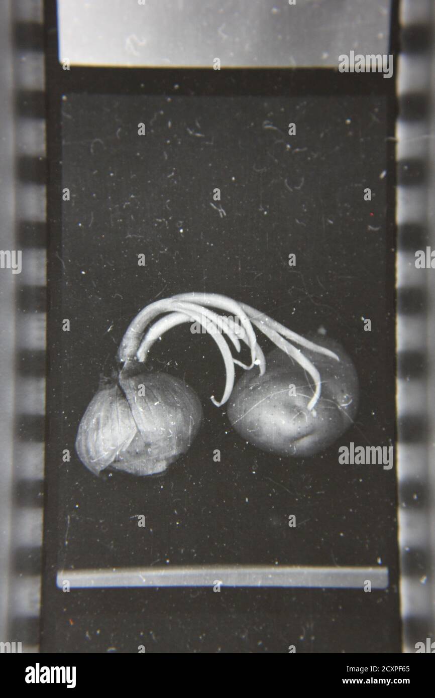 Fine 1970s vintage black and white photography study of two common bulb onions as still life. Stock Photo