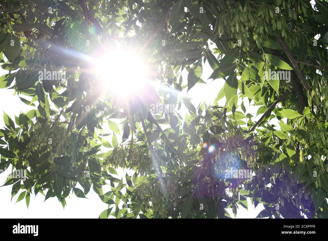 Sunlight shining between tree hi-res stock photography and images - Alamy
