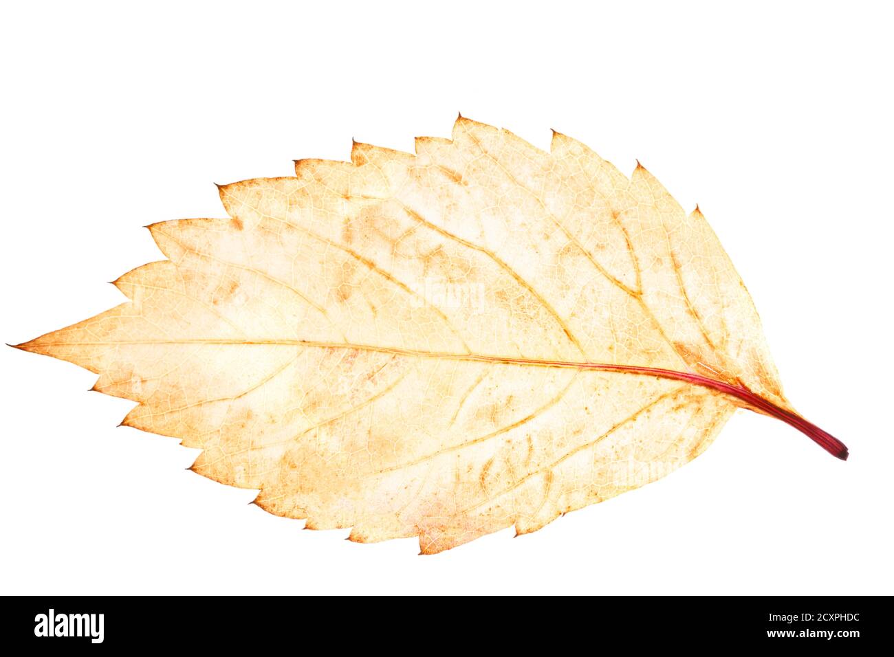 yellow autumn leaf isolated on white background Stock Photo - Alamy