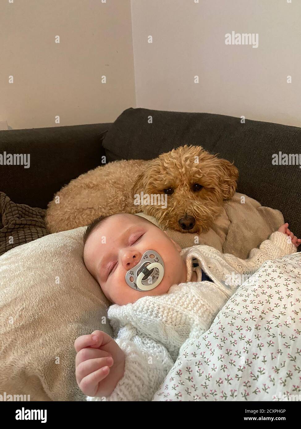 Infant baby sleeping with dummy in mouth being watched carefully by family pet dog close by