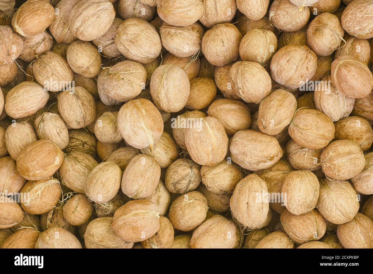 Freshly harvested walnuts. Close up. Stock Photo