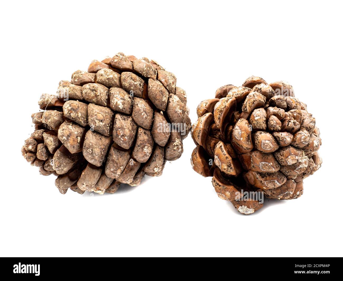 Pine cones isolated on white background Stock Photo