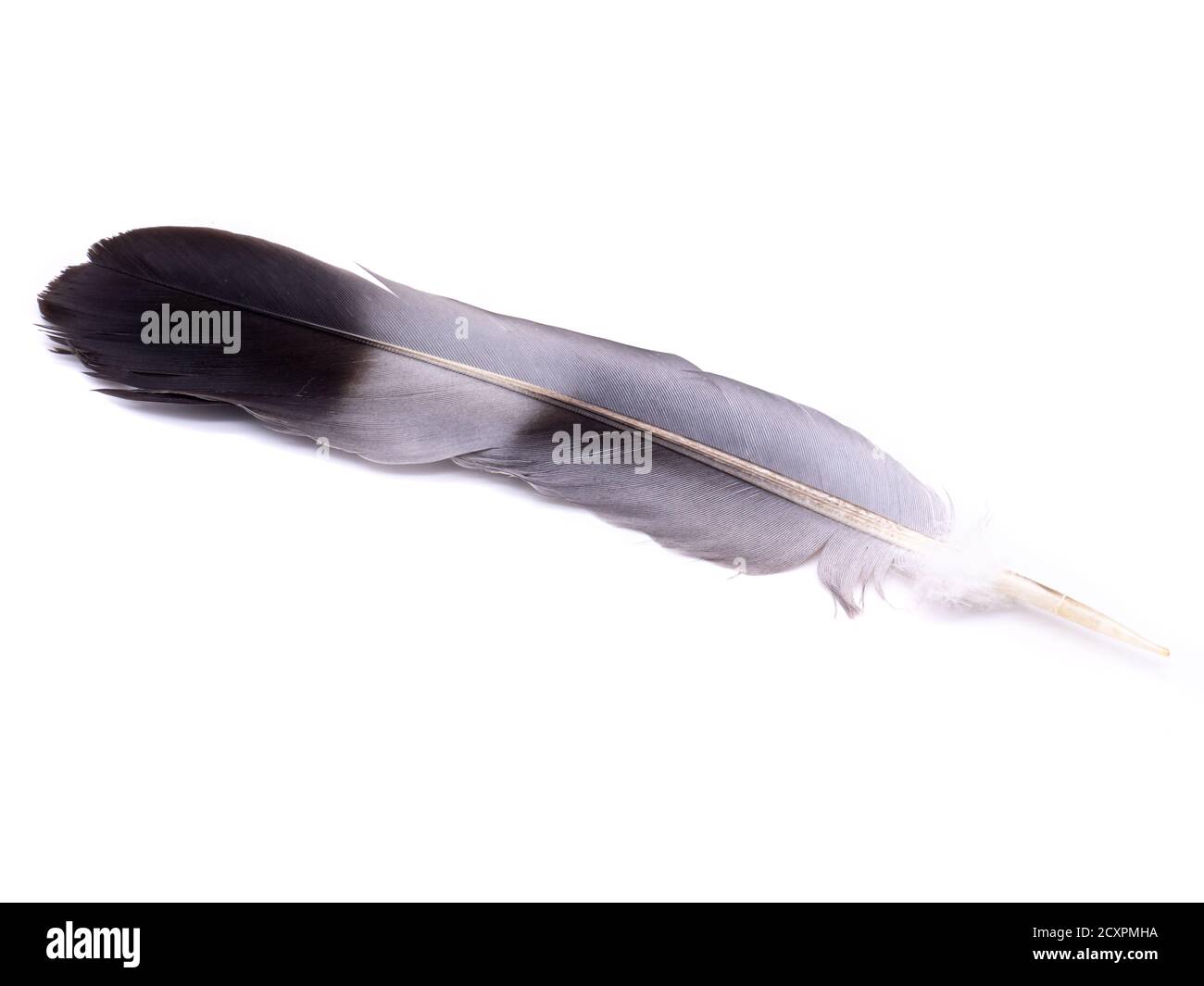 Feather of a bird isolated on white background Stock Photo - Alamy