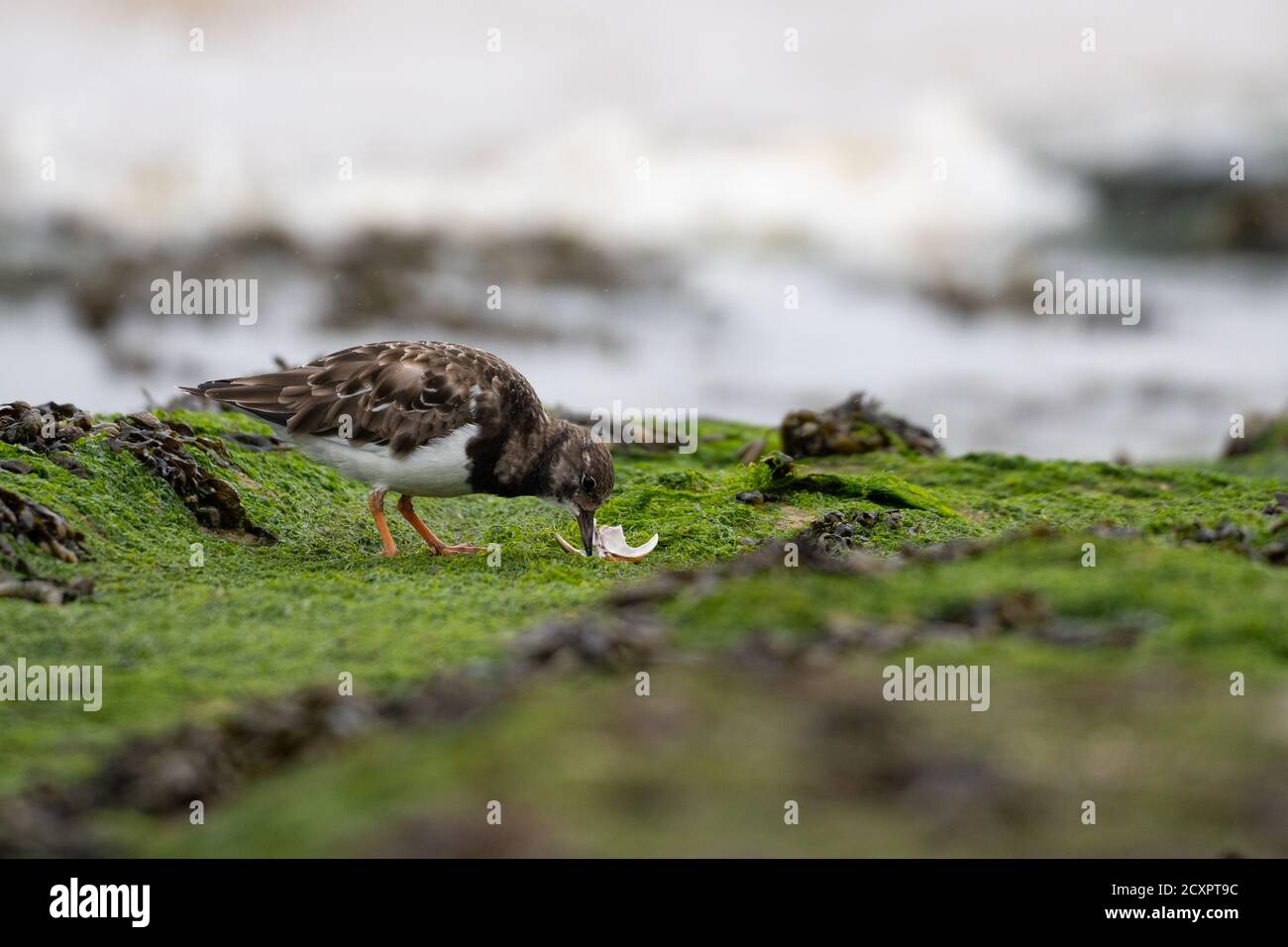 Turnstone feeding on shellfish on the rocks at New Brighton Beach