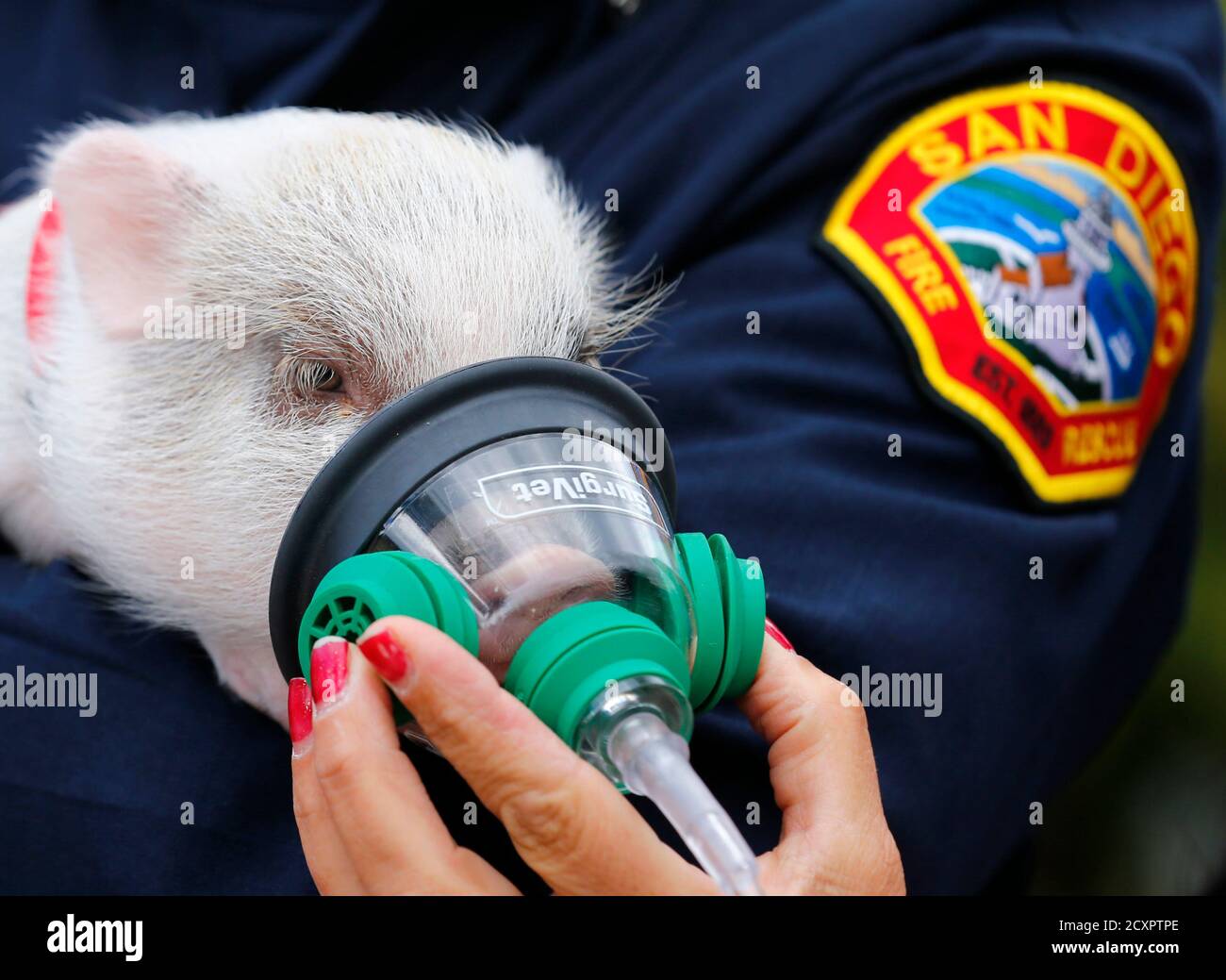 Animal fire oxygen mask hi-res stock photography and images - Alamy