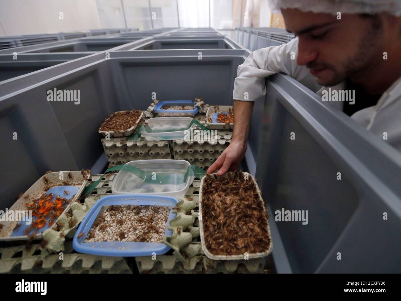 An employee inspects crickets at the Micronutris plant in Saint Orens de Gameville, southwestern France, February 24, 2014. According to Micronutris, the company is the only firm in Europe that raises insects for human consumption. The insects are sold live, dehydrated or rendered into a flour-like powder for use in pastries. REUTERS/Regis Duvignau (FRANCE - Tags: ANIMALS FOOD SOCIETY BUSINESS) Stock Photo