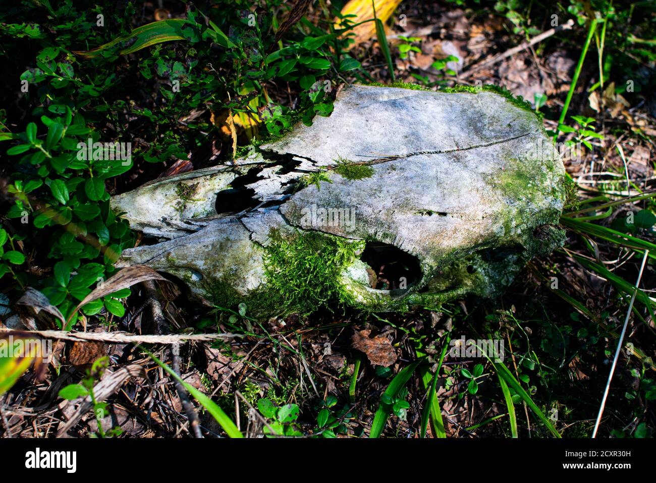 Animal skull in the green grass in the forest. Elk skull covered with soft green moss. Stock Photo