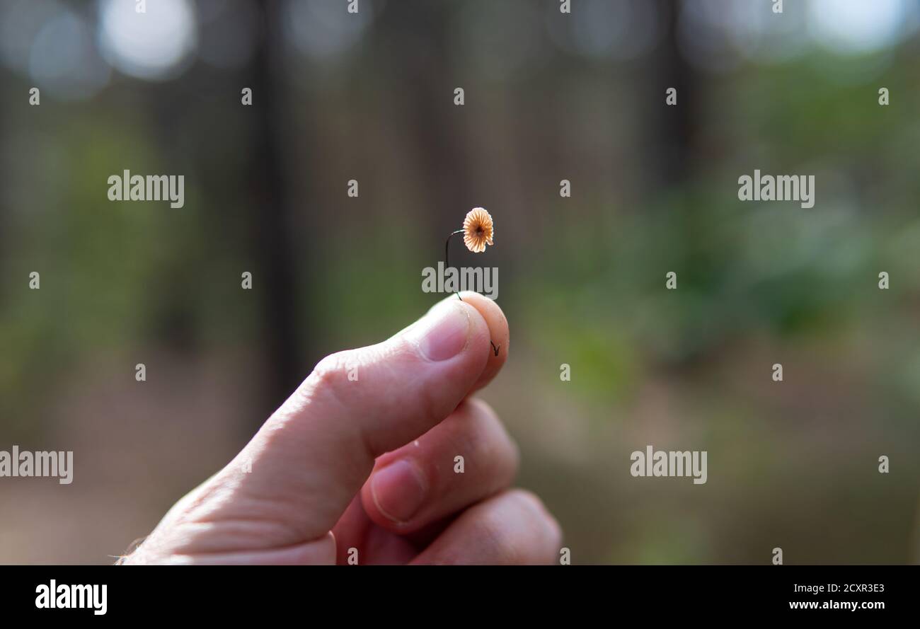 gymnopus quercophilus -  the smallest mushrooms in the world of mycology. Stock Photo
