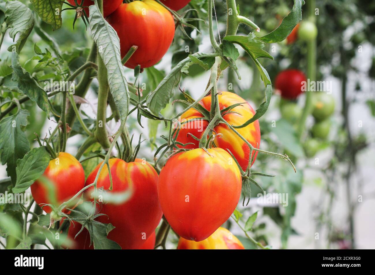 Big red tomatoes growing in a greenhouse ready to pick Stock Photo - Alamy