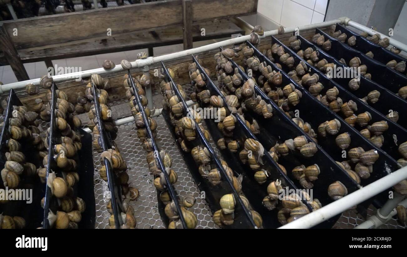 Snail farm, growing snails, snails closeup. Snail climbs on another