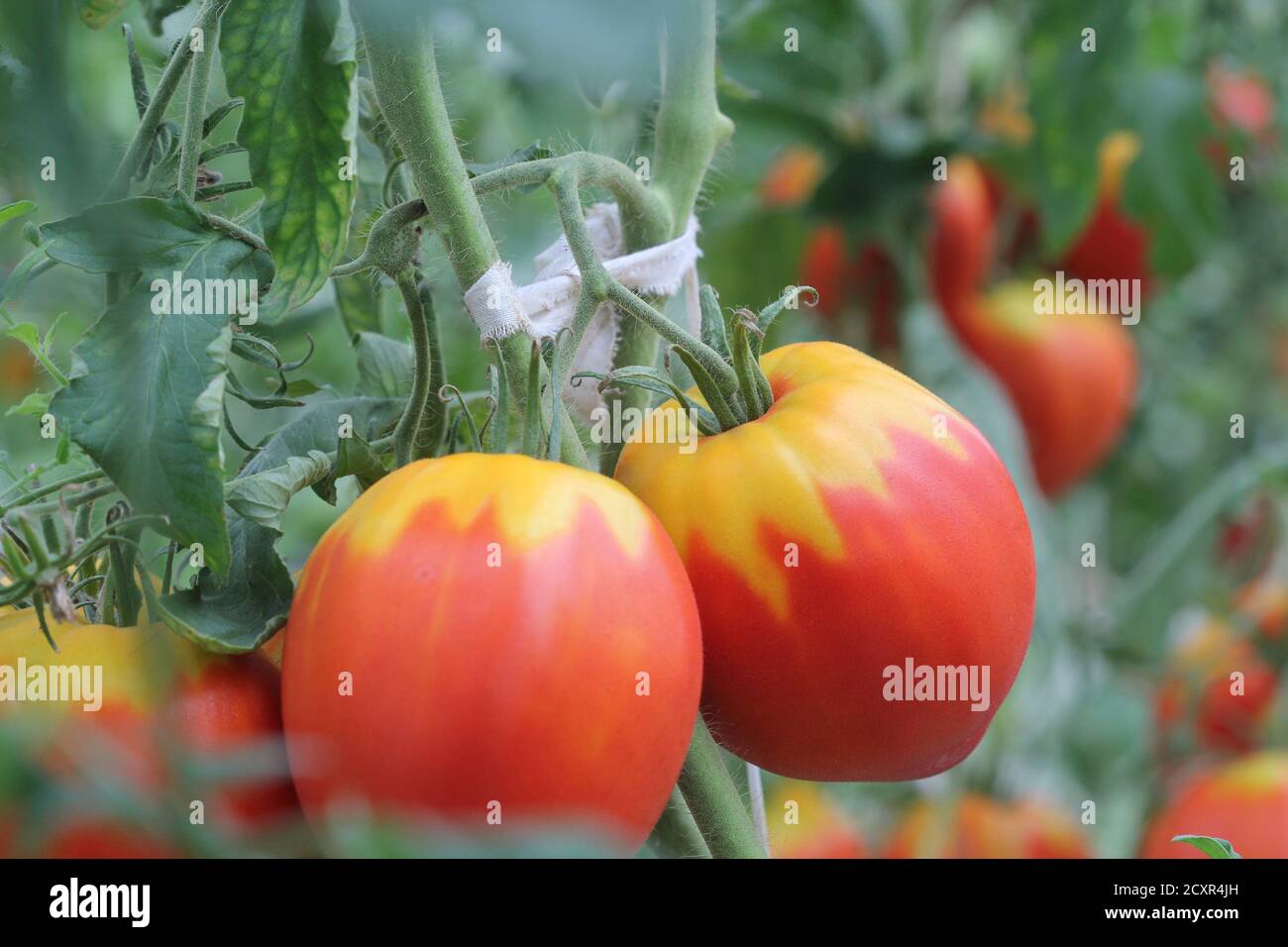 Big red tomatoes growing in a greenhouse ready to pick Stock Photo - Alamy