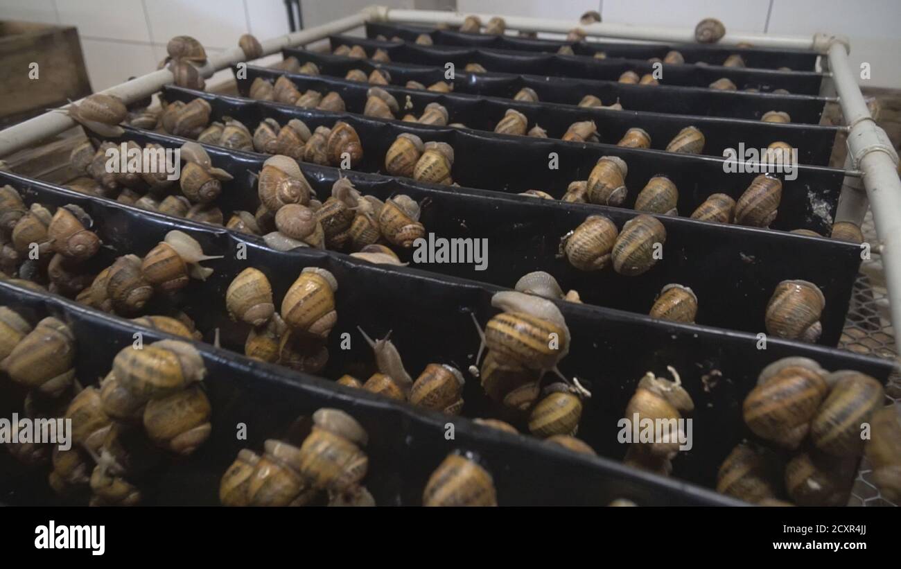 Snail farm, growing snails, snails closeup. Snail climbs on another