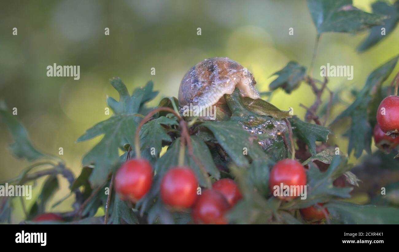 Snail farm, growing snails, snails closeup. Snail climbs on another