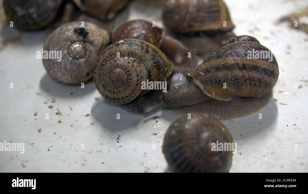 Snail farm, growing snails, snails closeup. Snail climbs on another