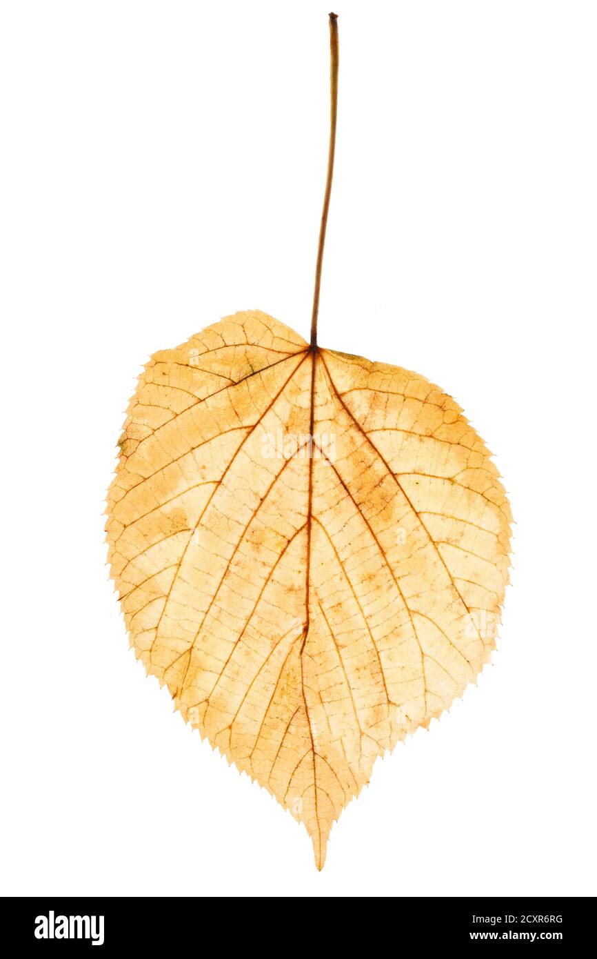 yellow autumn leaf isolated on white background Stock Photo - Alamy