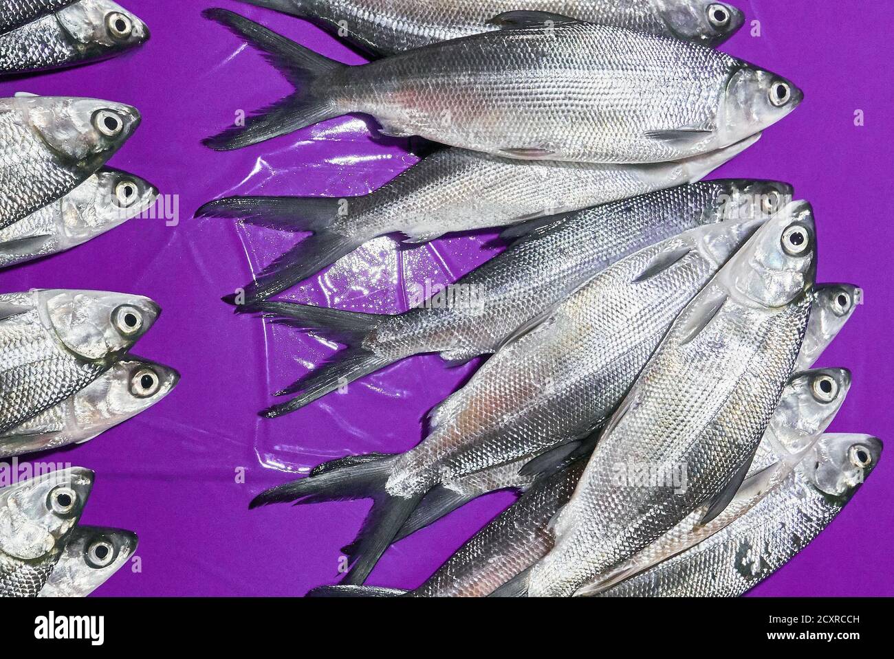 Milkfish hires stock photography and images Alamy