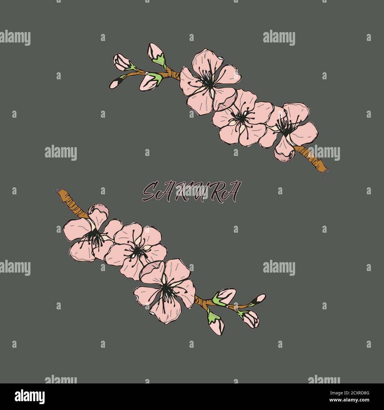 Sketch. Sakura. a sprig of cherry blossoms. Illustration on a graphite background Stock Vector