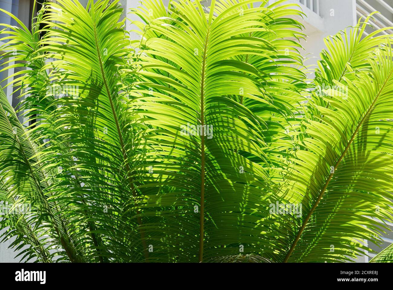 Close-up view of big green leafs of a cycas rumphii plant against strong sunlight, seen in the Philippines, Asia Stock Photo