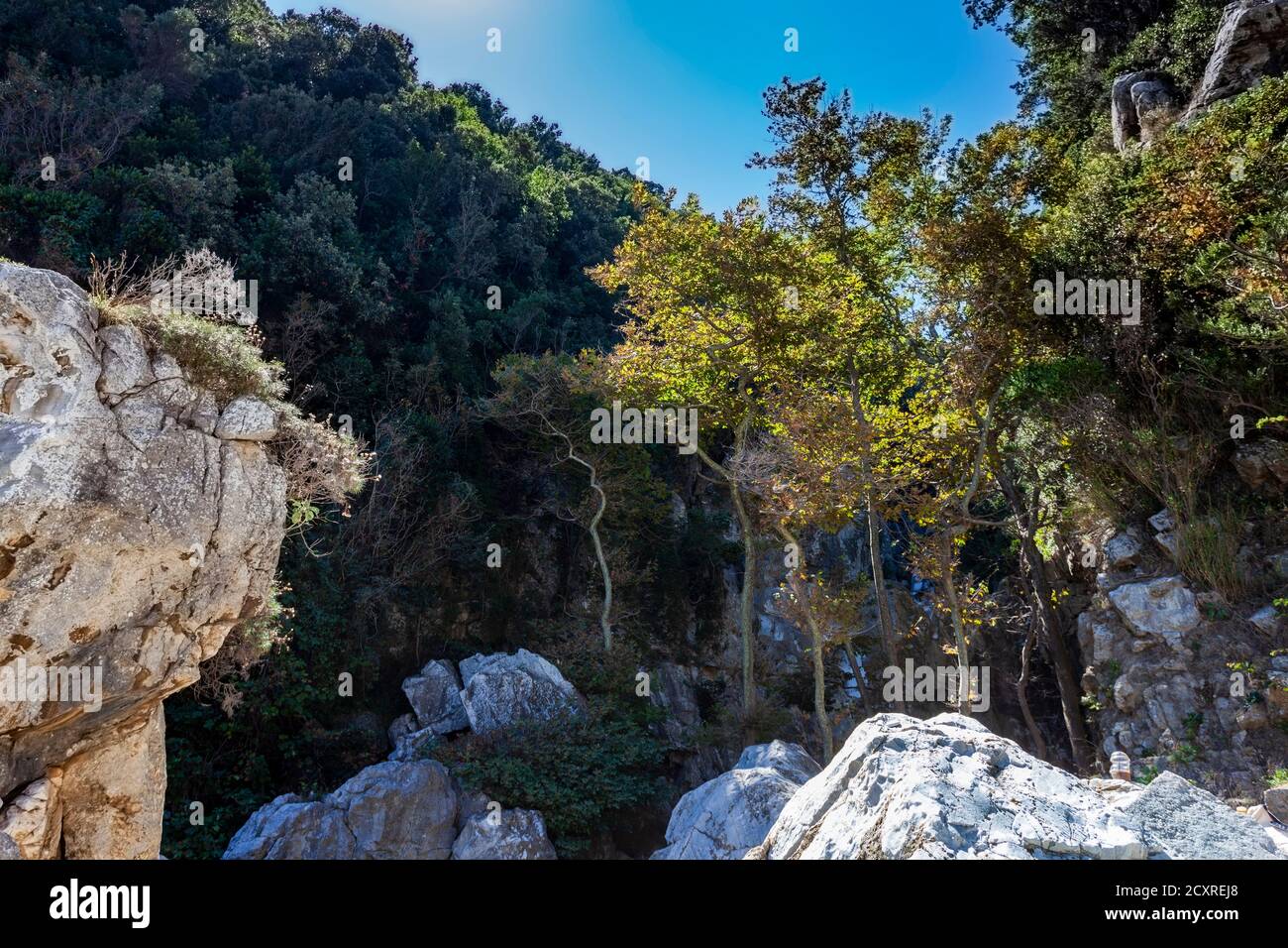 Trees between rocks, Fakistra beach, Pelion, Greece Stock Photo - Alamy