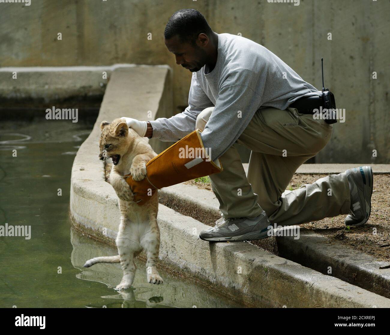 Smithsonian National Zoo animal keeper . Taylor releases a female lion  cub for its swim test in the zoo habitat moat, in Washington May 6, 2014.  Four, unnamed ten-week old lion cubs