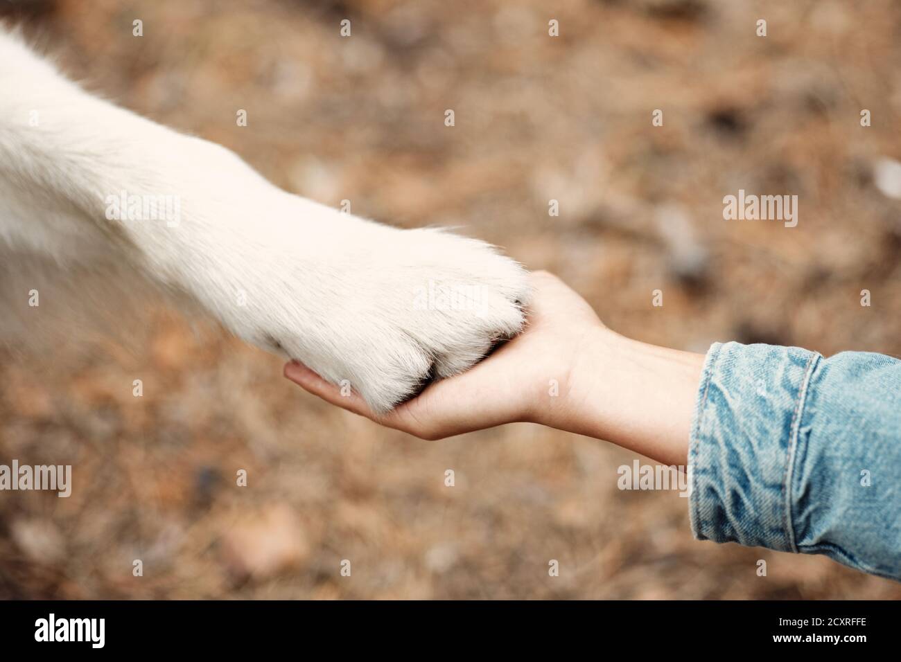 Dog is giving paw to the woman. Dog's paw in human's hand. Domestic pet
