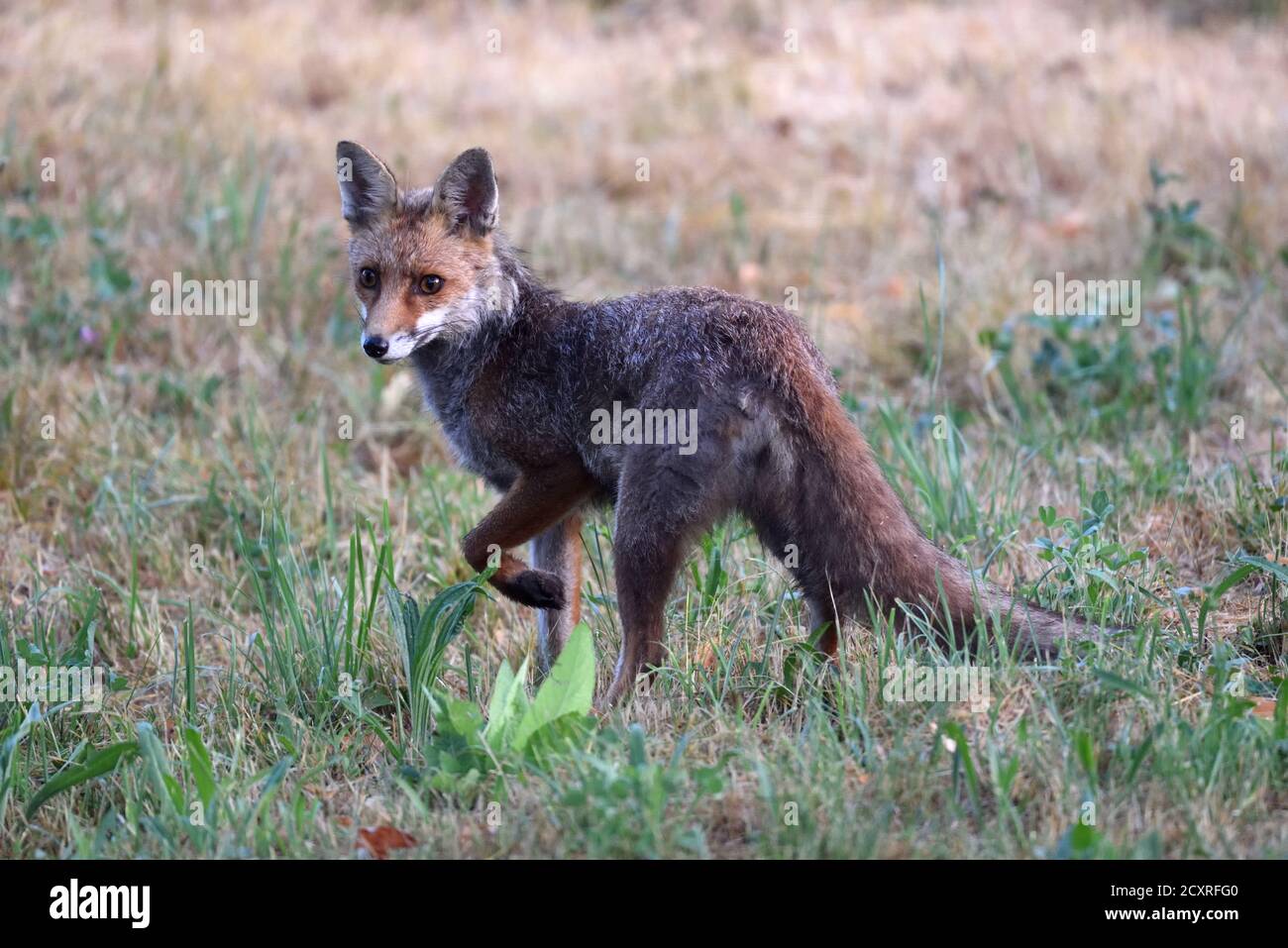 Watchful or Alert Red Fox, Vulpes vulpes Stock Photo