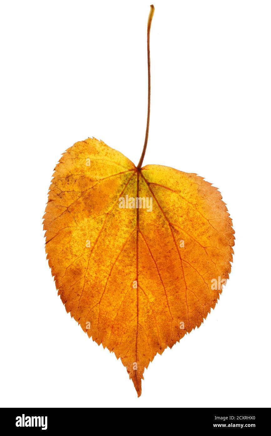 yellow autumn leaf isolated on white background Stock Photo - Alamy
