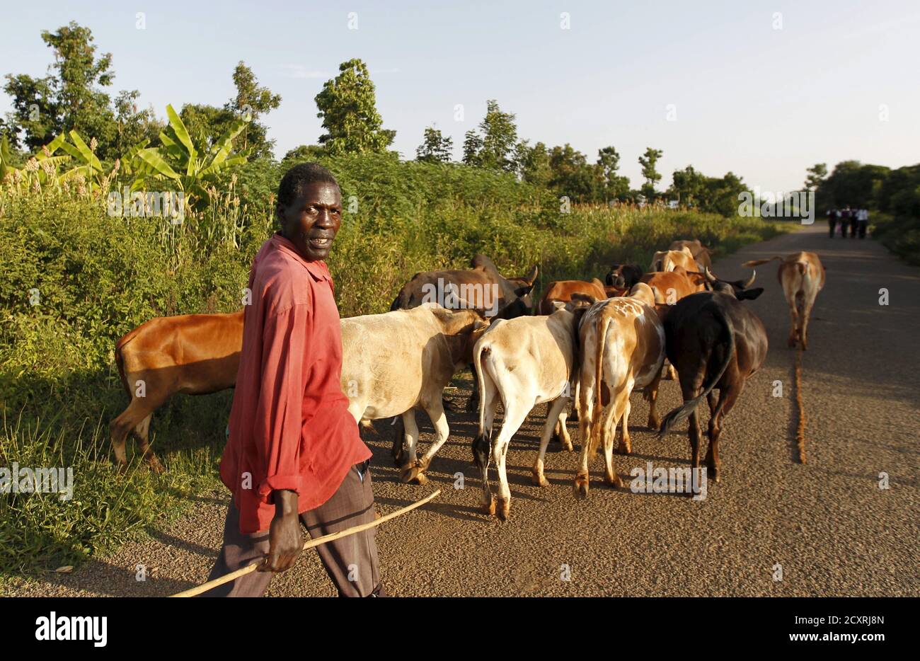Timothy Adede, a 50-year-old herdsman and farmer, leads his cattle from a water point to his homestead in Kogelo, west of Kenya's capital Nairobi, July 14, 2015. Adede said, 'Our children are working hard in school to be like the U.S. President Barack Obama.' As U.S. President Barack Obama visits Kenya, a personal connection to his father's birthplace of Kogelo dominates a trip that Kenyans view as a native son returning home. Residents from a herdsman to a housewife share their views on what Obama has achieved and what they would like to see next. REUTERS/Thomas Mukoya  PICTURE 2 OF 13 FOR WI Stock Photo