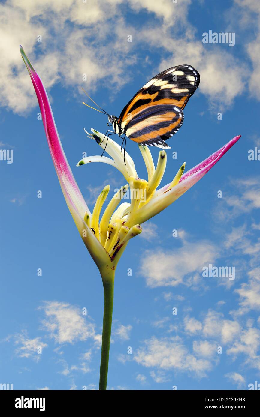 Painted lady butterfly vanessa cardui on a Parrot's Beak Heliconia flower Latin name Heliconia psittacorum Stock Photo