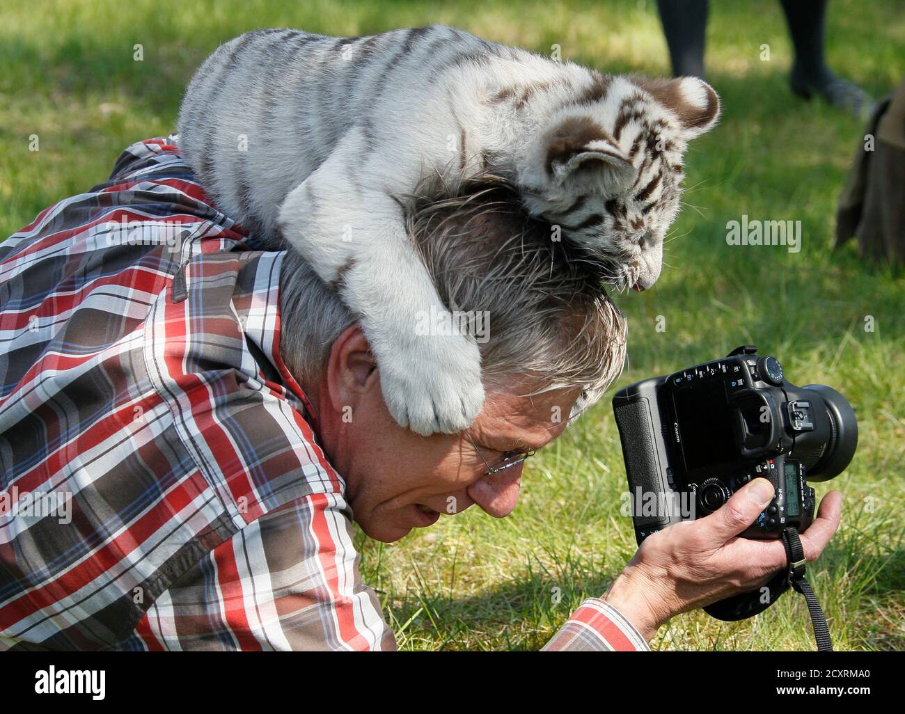 A Bengali White Tiger Cub Plays With A Photographer At The Zoo Safari Park Stukenbrock Near Bielefeld April 19 2011 Four Bengali White Tigers Were Born Two Months Ago On Valentine S Day