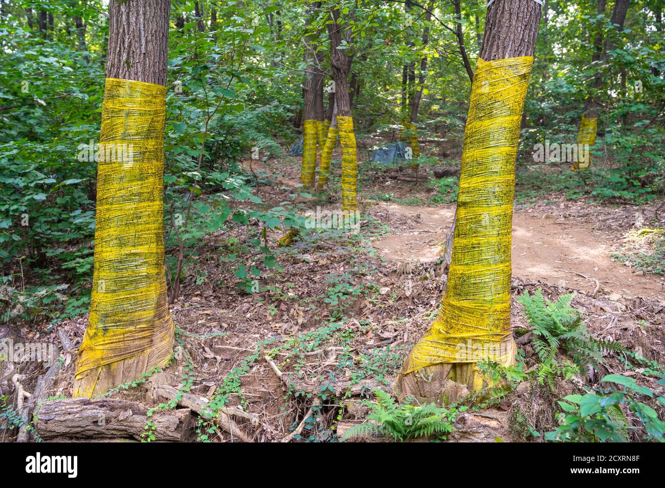 Sticky film wrapped around a tree to catch harmful insects. Stock Photo