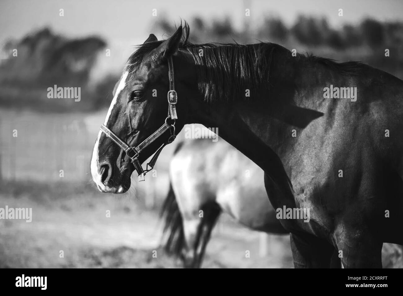 Black and white image of domestic horses walking on a sunny summer day in a pasture. Livestock. Agricultural industry. Stock Photo