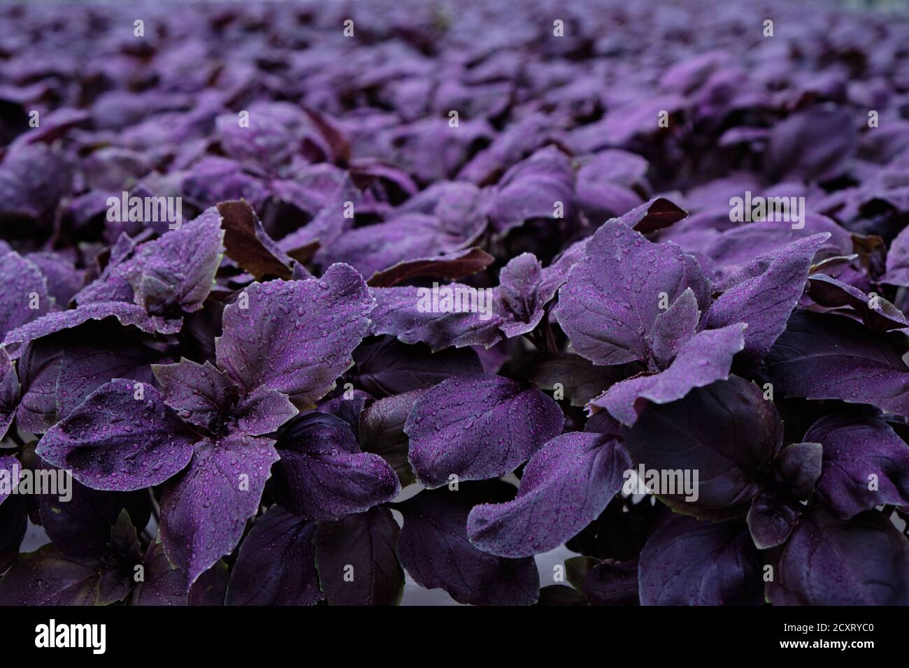Basil growing in greenhouse. Hydroponic vegetables Stock Photo Alamy