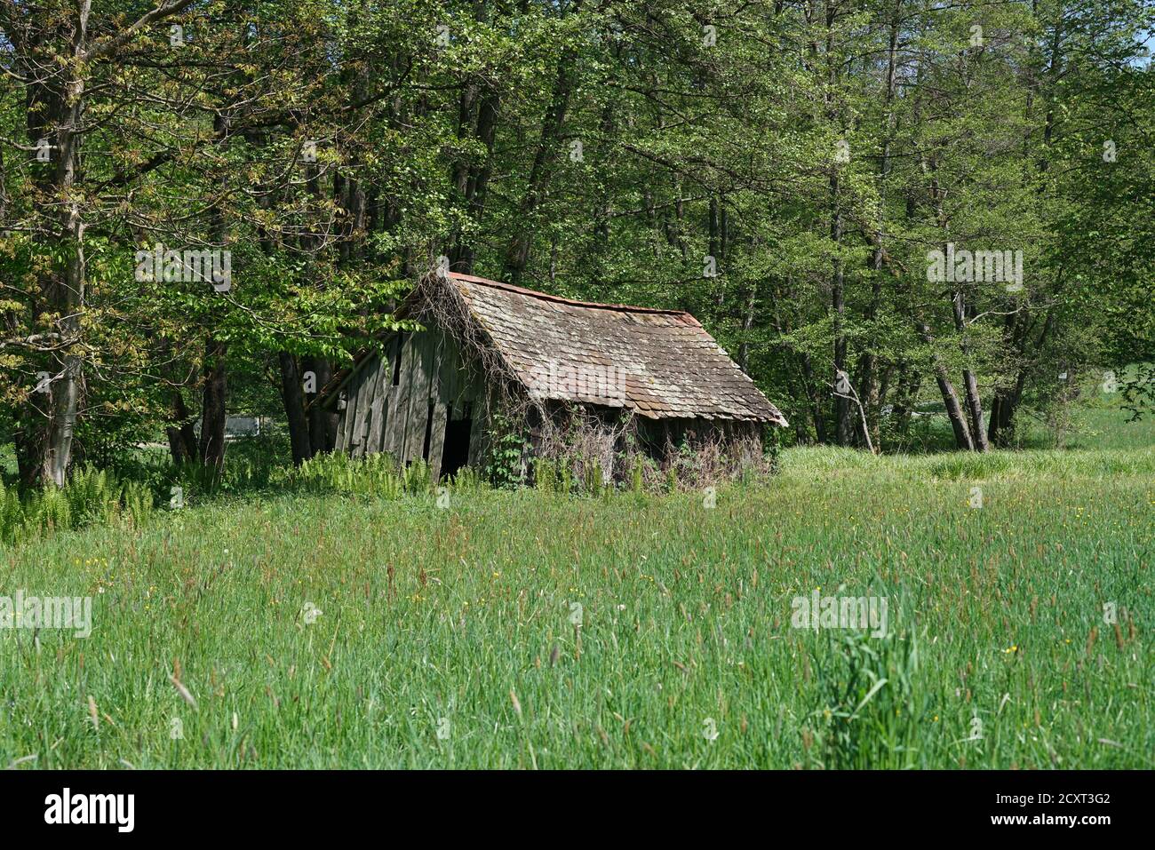 Abandoned place in summer photographed with natural light Stock Photo ...