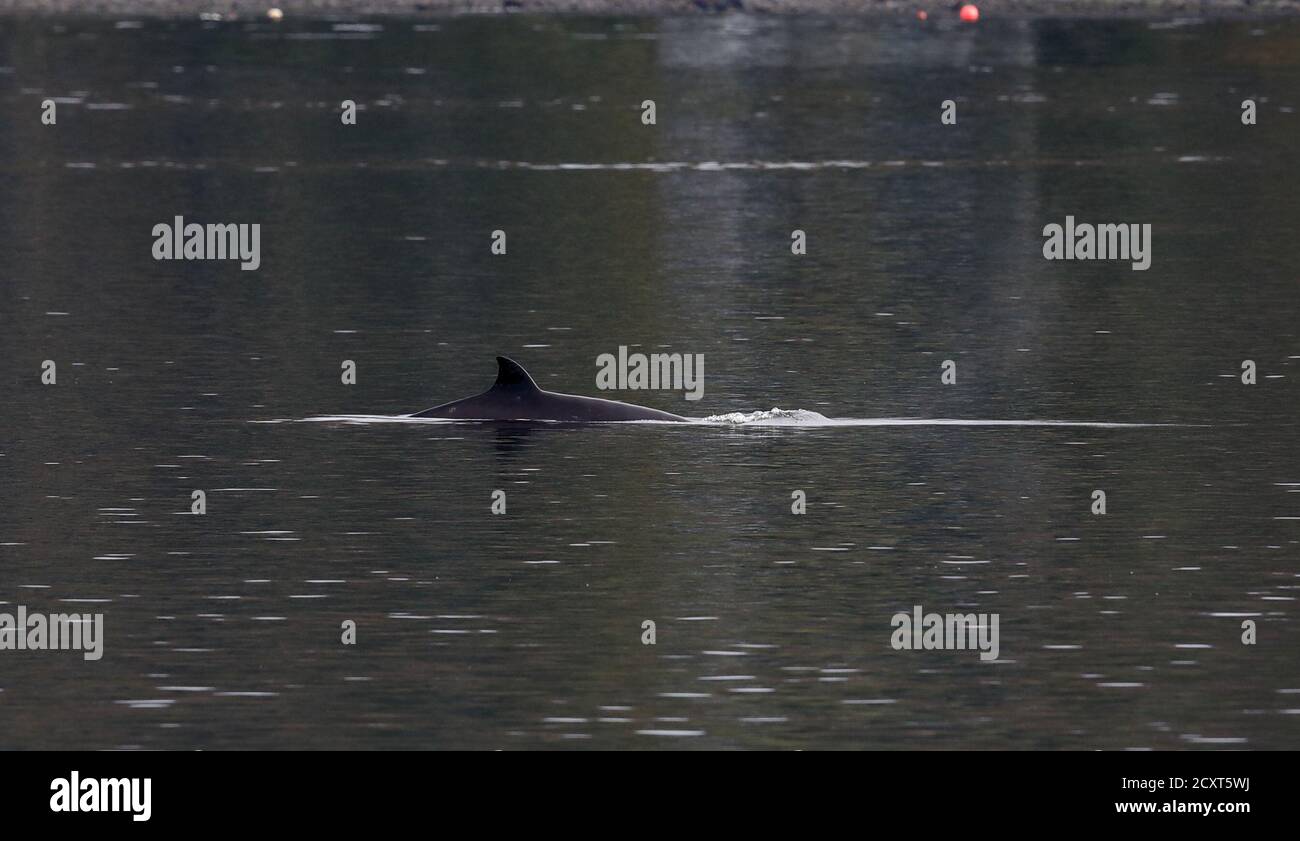 A northern bottlenose whale near HMNB Clyde at Faslane in the Gare Loch. Rescuers from British Divers Marine Life Rescue Medics (BDMLR) are using boats in an attempt to herd a pod of northern bottlenose whales out of Loch Long amid concern over the potential impact from Exercise Joint Warrior, a major international military exercise planned for the area, as whales are particularly sensitive to underwater sounds. Stock Photo