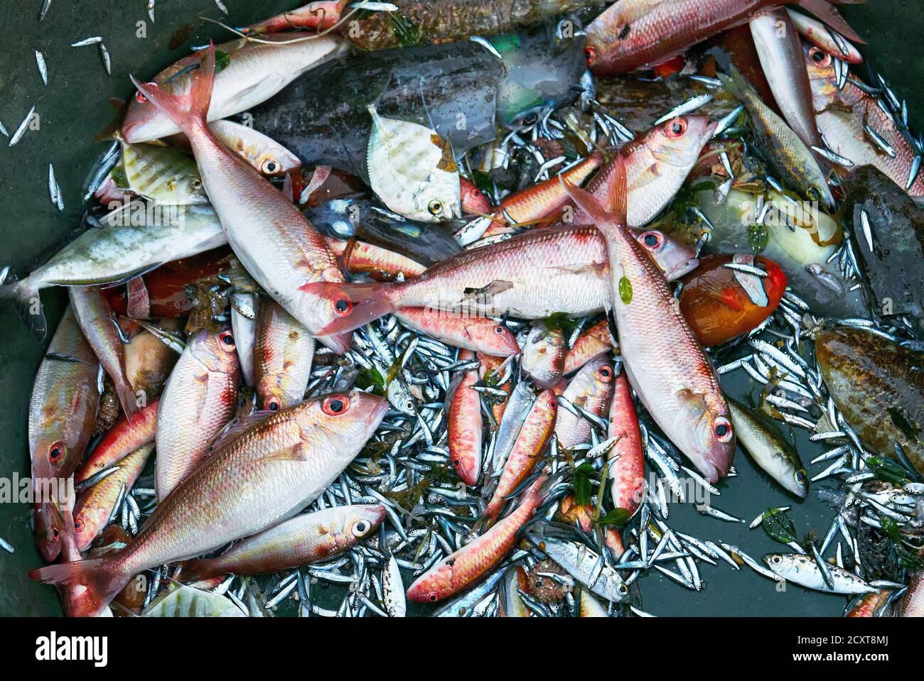 Closeup of a variety of sea water fishes like snapper, squid, sardines