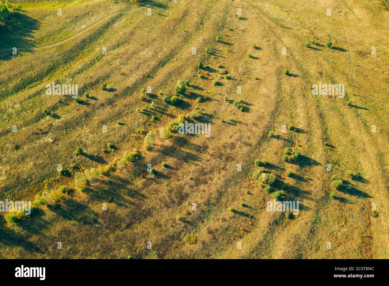 Aerial View Of Green Meadow Pasture Landscape. Top View From High Attitude In Summer Evening. Drone View. Bird's Eye View Stock Photo