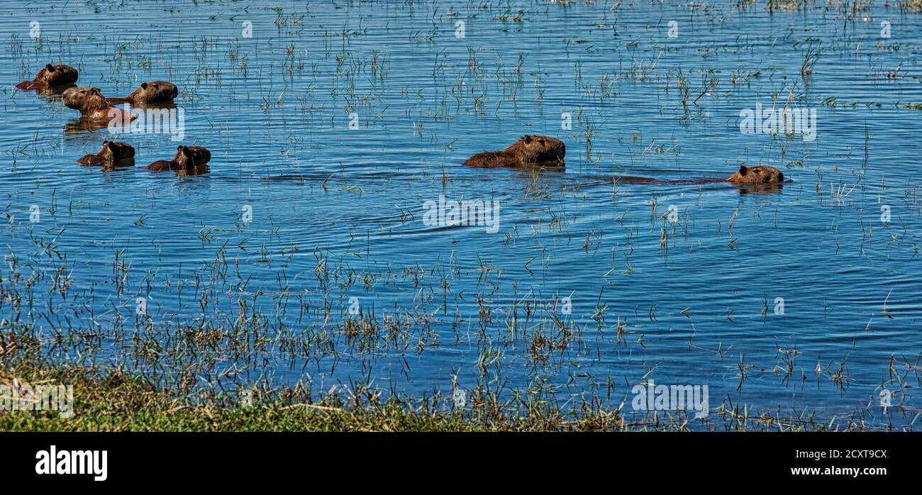 Capybara rodents swimming in water in Argentina are the size of small ...