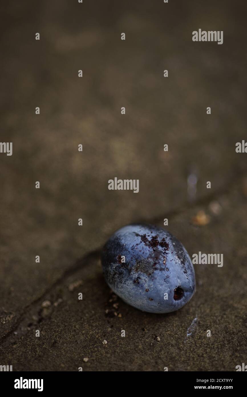 old plum fruit on the dark brown table Stock Photo
