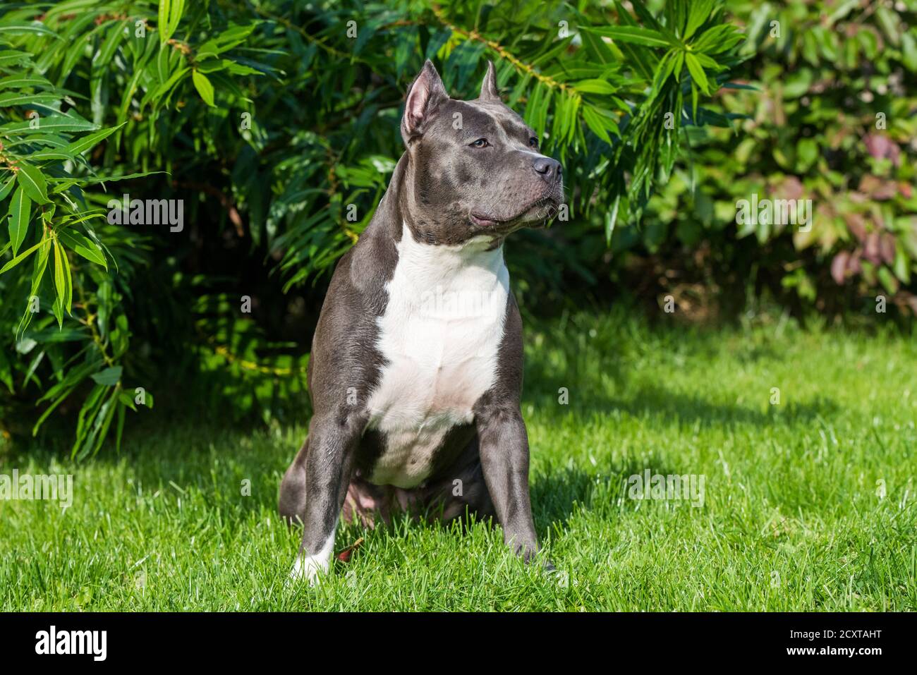 cute Blue hair American Staffordshire Terrier dog Stock Photo