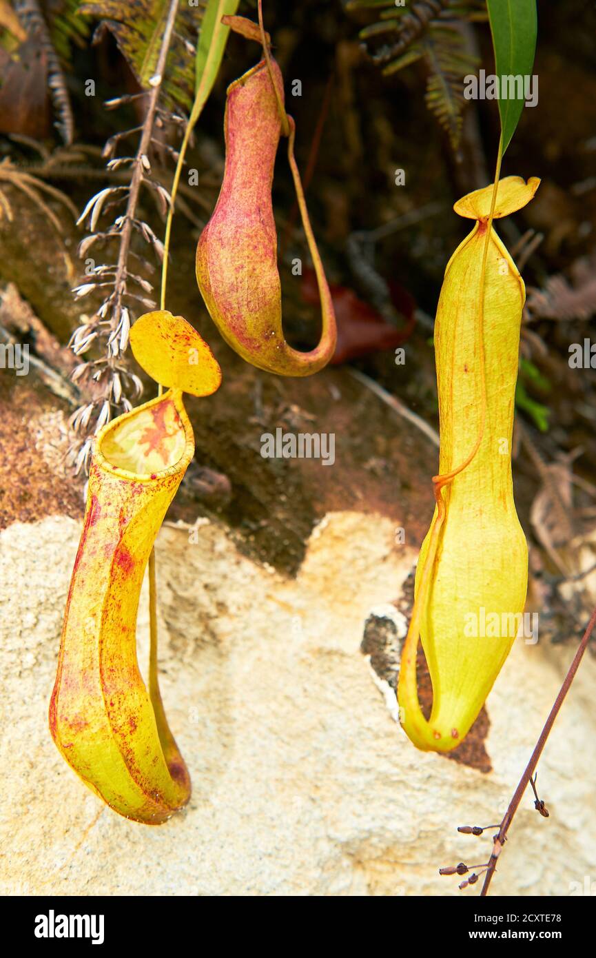 Detail view of three colorful pitcher plants hanging near the ground