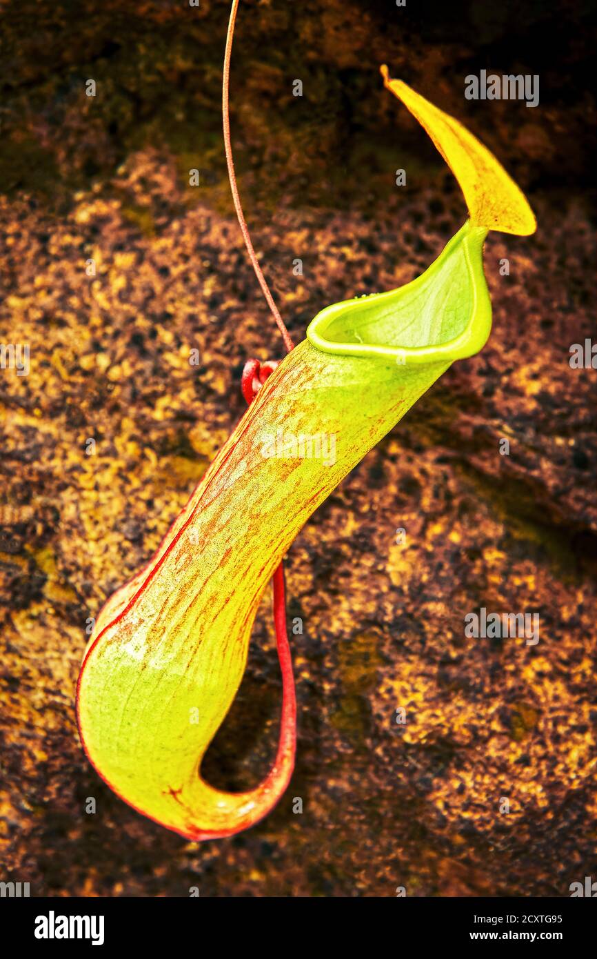 Detail view of one colorful pitcher plant hanging near the ground
