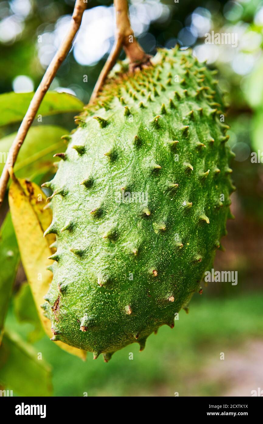 Close-up macro view of a green ripe guyabano fruit hanging on branches, seen in Port Barton, Palawan Province, Philippines Stock Photo