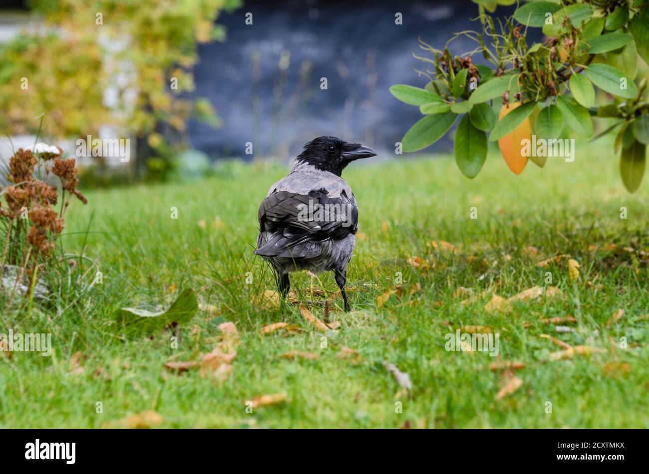 The crows are not afraid of themselves. Stock Photo