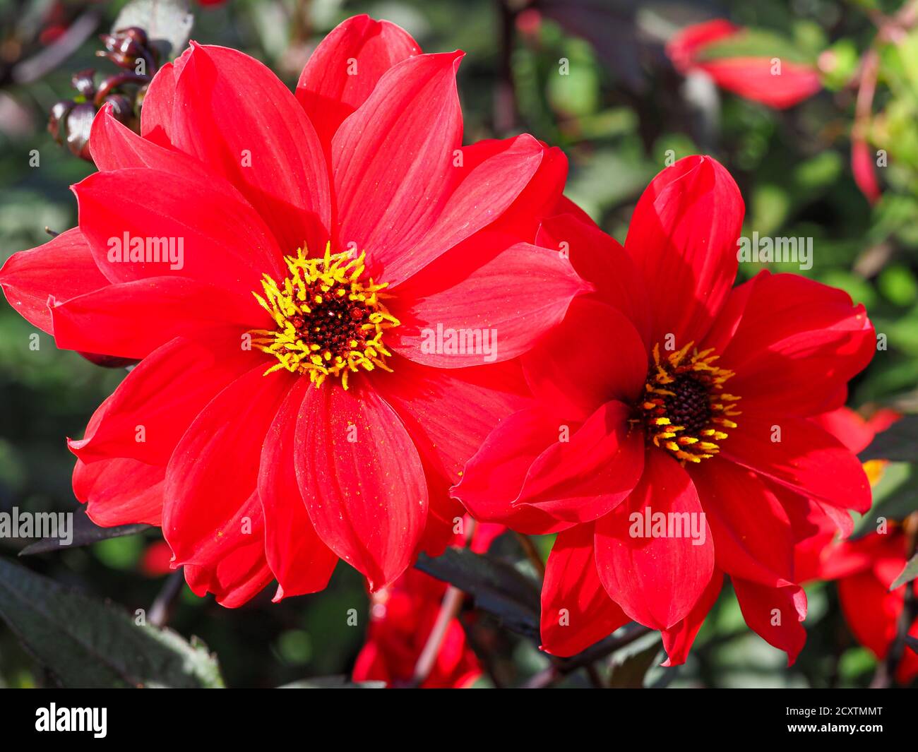 Dahlia blooms hi-res stock photography and images - Alamy
