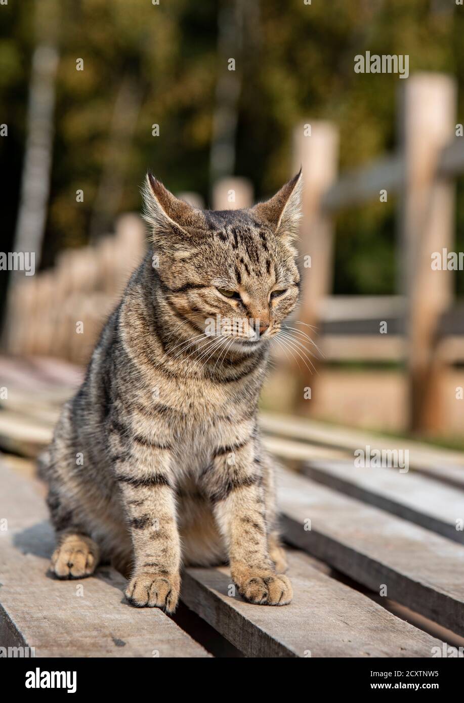 A tabby cat sits on a wooden deck Stock Photo - Alamy