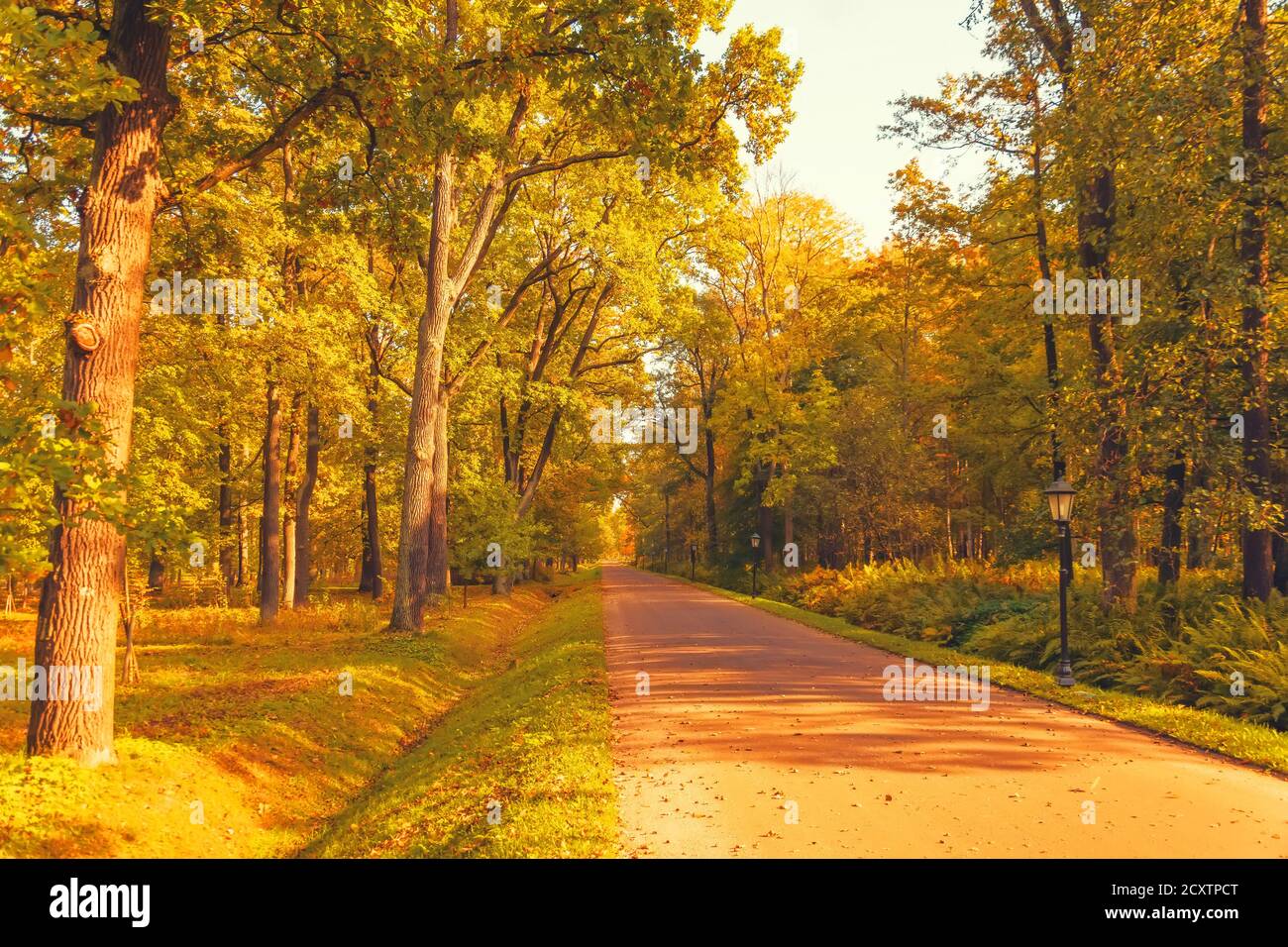 Autumn sunny light oak leaves hi-res stock photography and images - Alamy