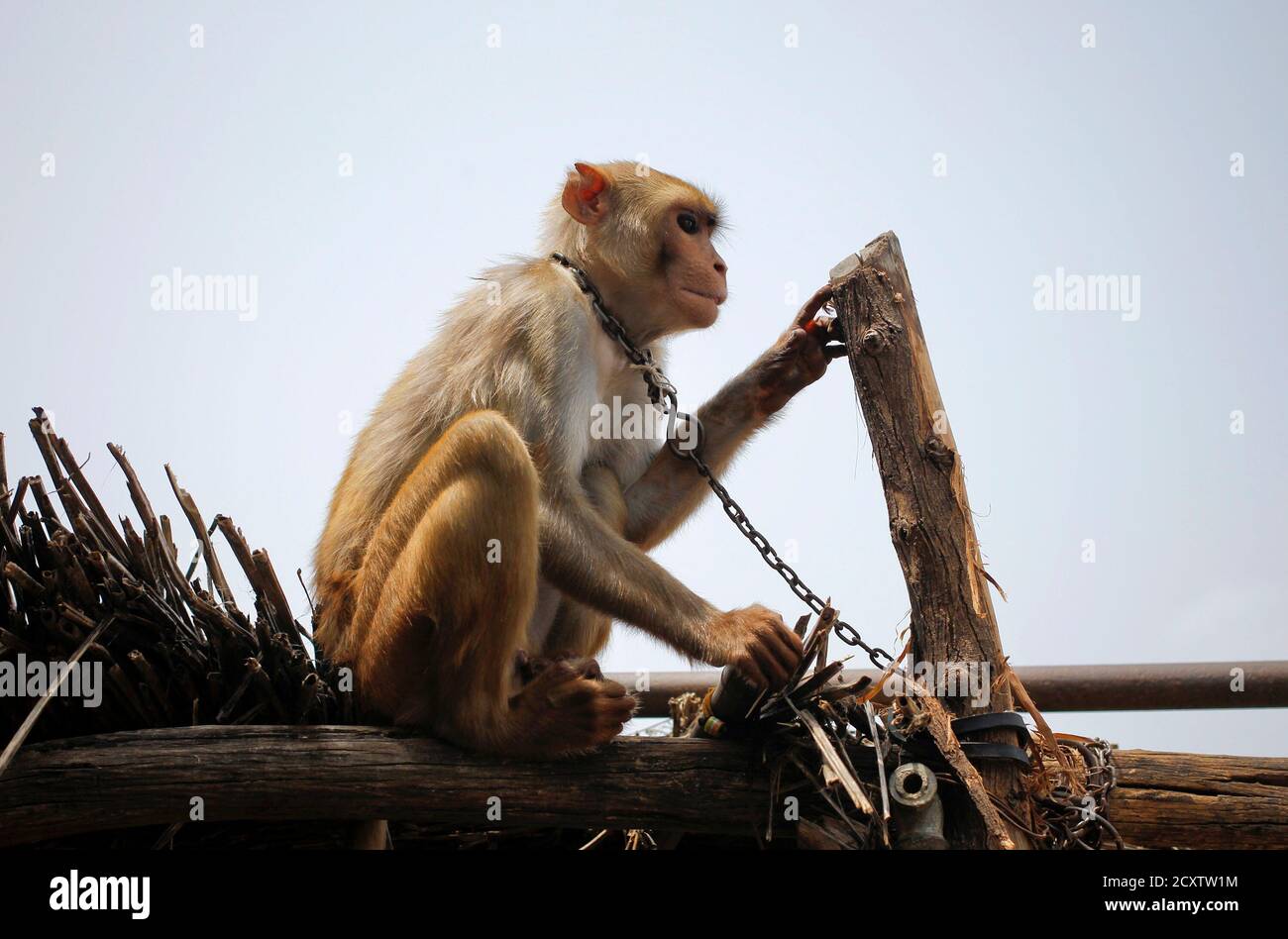 Wildlife protection act of 1972 in india hi-res stock photography and  images - Alamy