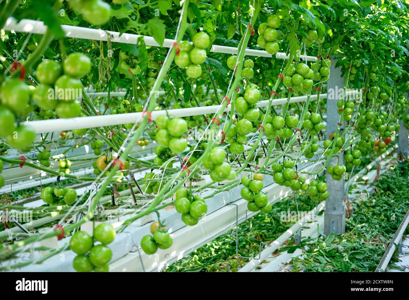 Greenhouse Path between Grown Tomatoes Plants Stock Photo Alamy